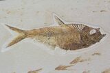Wide Double Diplomystus Fossil Fish Plate - Ready To Hang #92869-2
